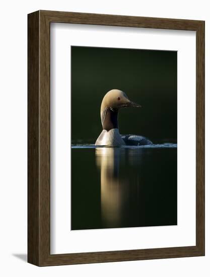 Black-Throated Diver (Gavia Arctica), Finland, June-Danny Green-Framed Photographic Print