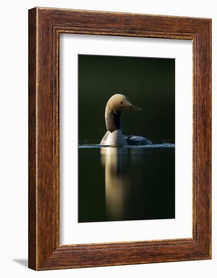 Black-Throated Diver (Gavia Arctica), Finland, June-Danny Green-Framed Photographic Print