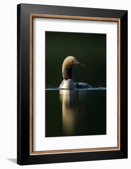 Black-Throated Diver (Gavia Arctica), Finland, June-Danny Green-Framed Photographic Print