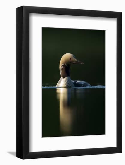 Black-Throated Diver (Gavia Arctica), Finland, June-Danny Green-Framed Photographic Print