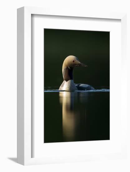 Black-Throated Diver (Gavia Arctica), Finland, June-Danny Green-Framed Photographic Print