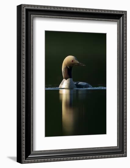 Black-Throated Diver (Gavia Arctica), Finland, June-Danny Green-Framed Photographic Print