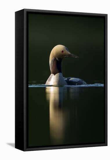 Black-Throated Diver (Gavia Arctica), Finland, June-Danny Green-Framed Premier Image Canvas