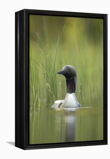 Black-Throated Diver (Gavia Arctica), Finland, June-Danny Green-Framed Premier Image Canvas