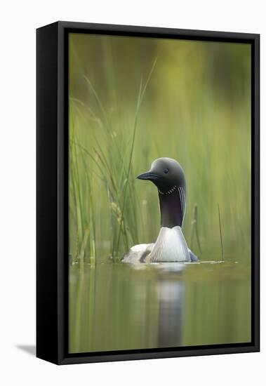 Black-Throated Diver (Gavia Arctica), Finland, June-Danny Green-Framed Premier Image Canvas