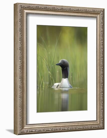 Black-Throated Diver (Gavia Arctica), Finland, June-Danny Green-Framed Photographic Print