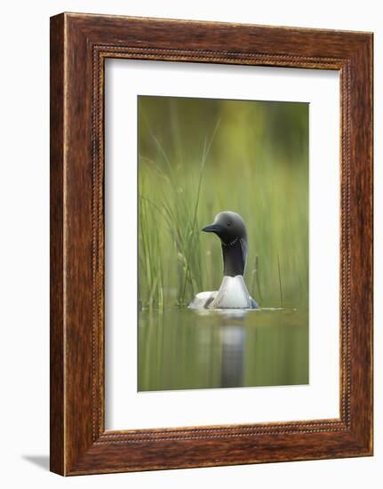 Black-Throated Diver (Gavia Arctica), Finland, June-Danny Green-Framed Photographic Print