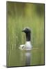 Black-Throated Diver (Gavia Arctica), Finland, June-Danny Green-Mounted Photographic Print