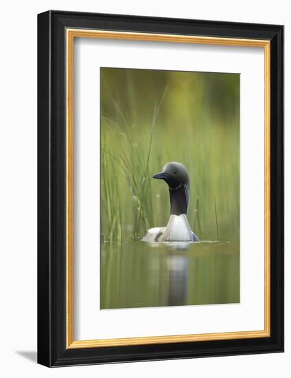 Black-Throated Diver (Gavia Arctica), Finland, June-Danny Green-Framed Photographic Print