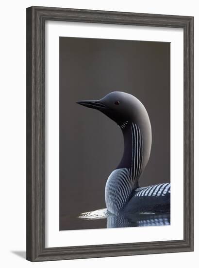 Black-Throated Diver (Gavia Arctica) On Water, Finland, May-Markus Varesvuo-Framed Photographic Print