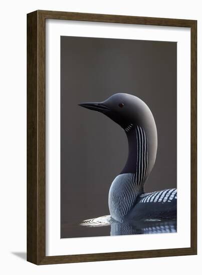 Black-Throated Diver (Gavia Arctica) On Water, Finland, May-Markus Varesvuo-Framed Photographic Print