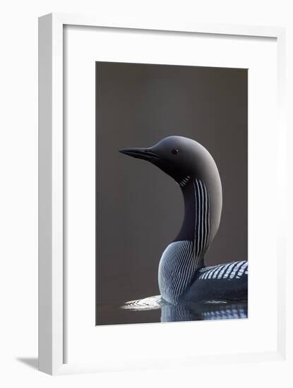 Black-Throated Diver (Gavia Arctica) On Water, Finland, May-Markus Varesvuo-Framed Photographic Print