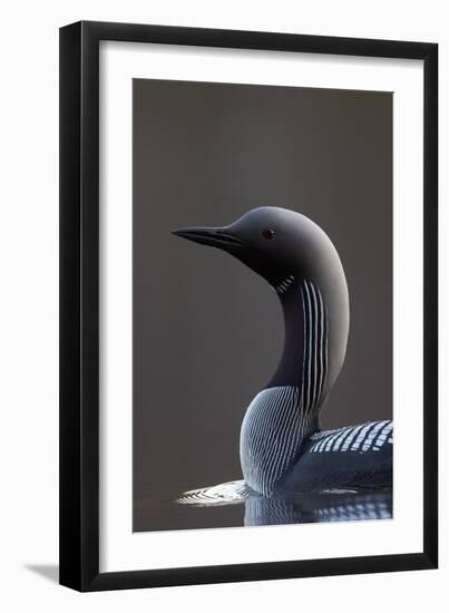 Black-Throated Diver (Gavia Arctica) On Water, Finland, May-Markus Varesvuo-Framed Photographic Print