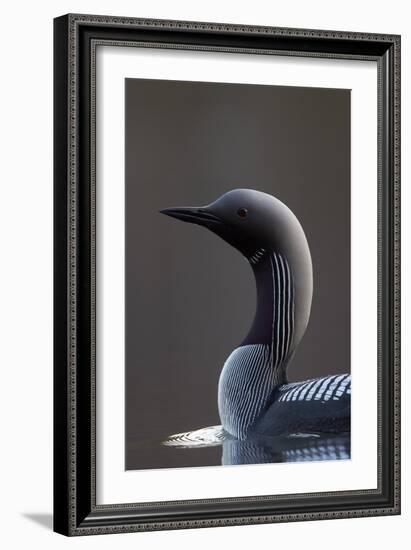 Black-Throated Diver (Gavia Arctica) On Water, Finland, May-Markus Varesvuo-Framed Photographic Print