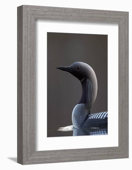 Black-Throated Diver (Gavia Arctica) On Water, Finland, May-Markus Varesvuo-Framed Photographic Print