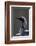 Black-Throated Diver (Gavia Arctica) On Water, Finland, May-Markus Varesvuo-Framed Photographic Print