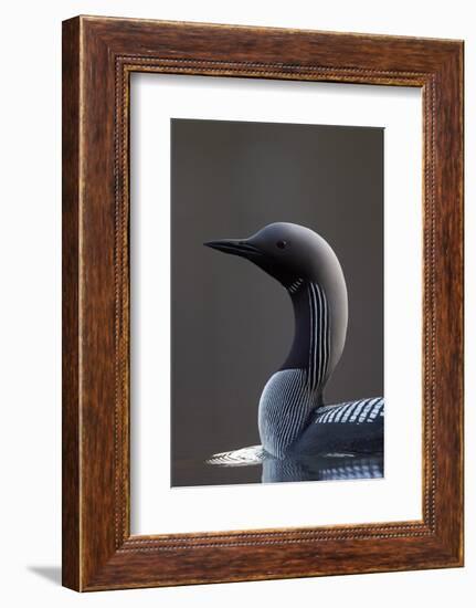 Black-Throated Diver (Gavia Arctica) On Water, Finland, May-Markus Varesvuo-Framed Photographic Print