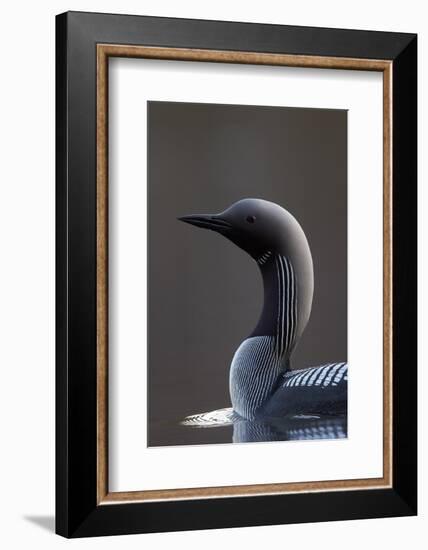 Black-Throated Diver (Gavia Arctica) On Water, Finland, May-Markus Varesvuo-Framed Photographic Print