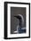 Black-Throated Diver (Gavia Arctica) On Water, Finland, May-Markus Varesvuo-Framed Photographic Print