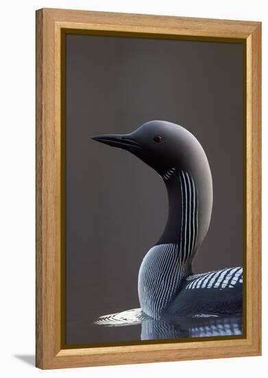 Black-Throated Diver (Gavia Arctica) On Water, Finland, May-Markus Varesvuo-Framed Premier Image Canvas