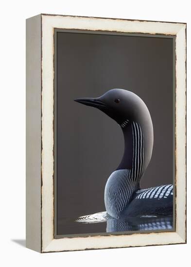 Black-Throated Diver (Gavia Arctica) On Water, Finland, May-Markus Varesvuo-Framed Premier Image Canvas