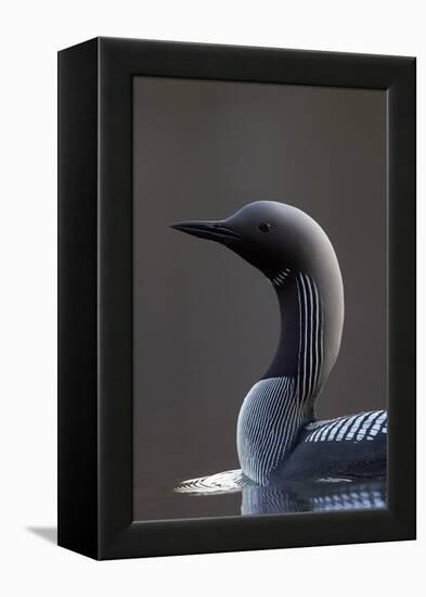 Black-Throated Diver (Gavia Arctica) On Water, Finland, May-Markus Varesvuo-Framed Premier Image Canvas