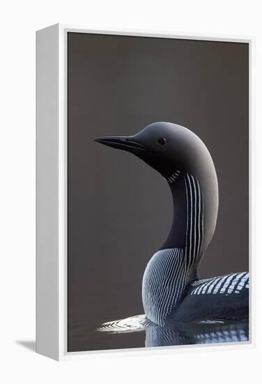 Black-Throated Diver (Gavia Arctica) On Water, Finland, May-Markus Varesvuo-Framed Premier Image Canvas