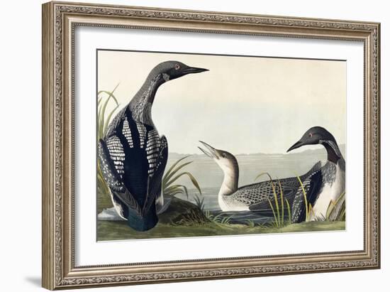 Black-Throated Diver-John James Audubon-Framed Giclee Print