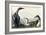 Black-Throated Diver-John James Audubon-Framed Giclee Print