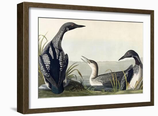 Black-Throated Diver-John James Audubon-Framed Giclee Print