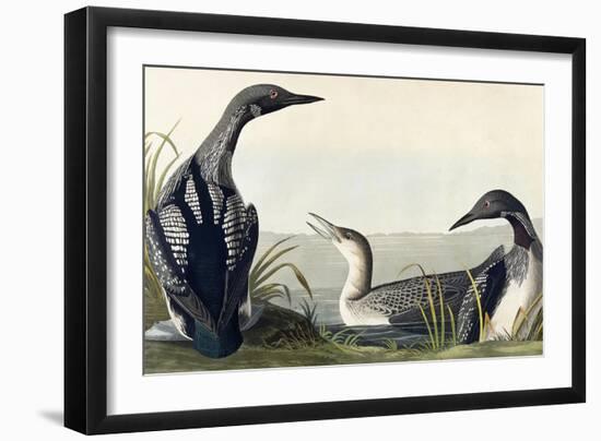 Black-Throated Diver-John James Audubon-Framed Giclee Print