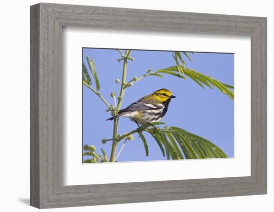 Black-Throated Green Warbler, Bird, Male Perched-Larry Ditto-Framed Photographic Print