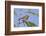 Black-Throated Green Warbler, Bird, Male Perched-Larry Ditto-Framed Photographic Print