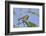 Black-Throated Green Warbler, Bird, Male Perched-Larry Ditto-Framed Photographic Print