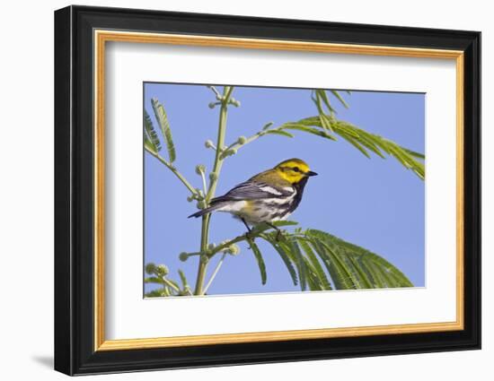 Black-Throated Green Warbler, Bird, Male Perched-Larry Ditto-Framed Photographic Print