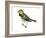 Black-Throated Green Warbler (Dendroica Virens), Birds-Encyclopaedia Britannica-Framed Art Print