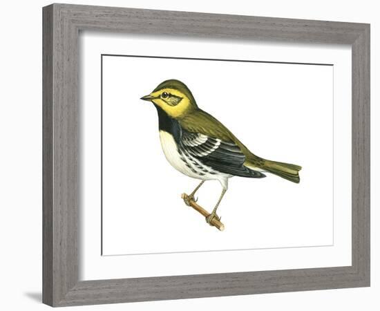 Black-Throated Green Warbler (Dendroica Virens), Birds-Encyclopaedia Britannica-Framed Art Print