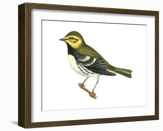 Black-Throated Green Warbler (Dendroica Virens), Birds-Encyclopaedia Britannica-Framed Art Print