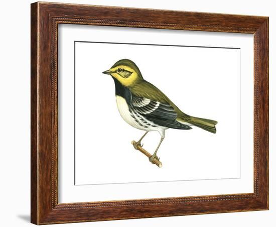 Black-Throated Green Warbler (Dendroica Virens), Birds-Encyclopaedia Britannica-Framed Art Print