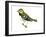 Black-Throated Green Warbler (Dendroica Virens), Birds-Encyclopaedia Britannica-Framed Art Print