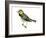 Black-Throated Green Warbler (Dendroica Virens), Birds-Encyclopaedia Britannica-Framed Art Print