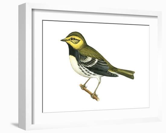 Black-Throated Green Warbler (Dendroica Virens), Birds-Encyclopaedia Britannica-Framed Art Print