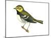 Black-Throated Green Warbler (Dendroica Virens), Birds-Encyclopaedia Britannica-Mounted Art Print