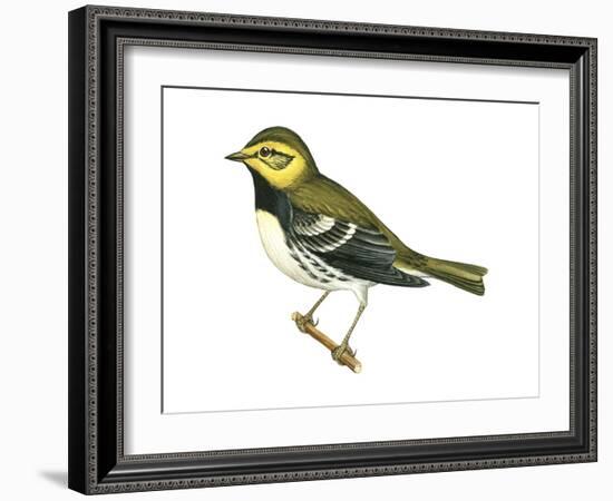 Black-Throated Green Warbler (Dendroica Virens), Birds-Encyclopaedia Britannica-Framed Art Print