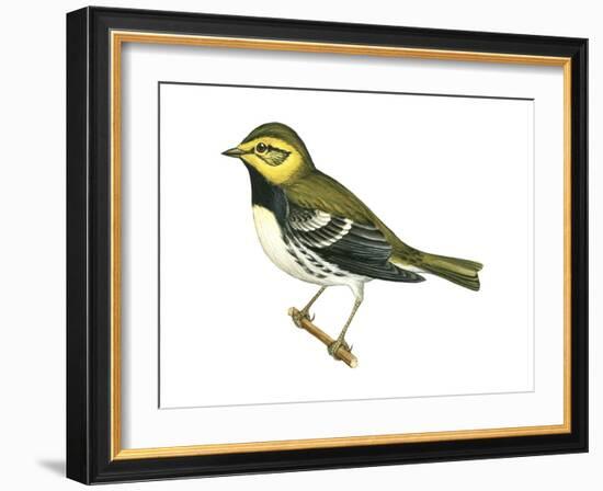 Black-Throated Green Warbler (Dendroica Virens), Birds-Encyclopaedia Britannica-Framed Art Print