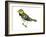 Black-Throated Green Warbler (Dendroica Virens), Birds-Encyclopaedia Britannica-Framed Art Print