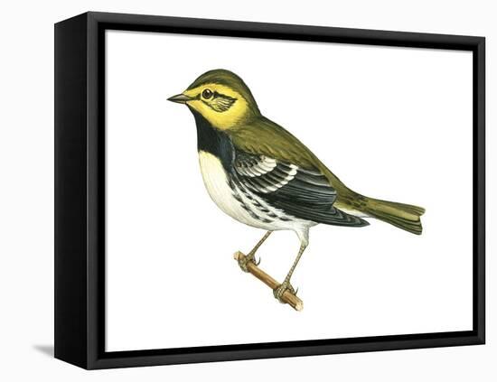 Black-Throated Green Warbler (Dendroica Virens), Birds-Encyclopaedia Britannica-Framed Stretched Canvas