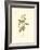 Black-Throated Green Wood Warbler-John James Audubon-Framed Art Print