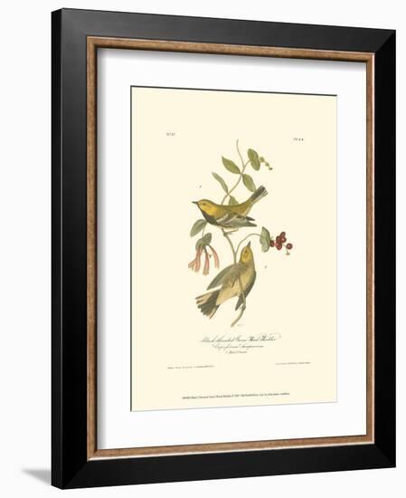 Black-Throated Green Wood Warbler-John James Audubon-Framed Art Print