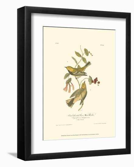 Black-Throated Green Wood Warbler-John James Audubon-Framed Art Print